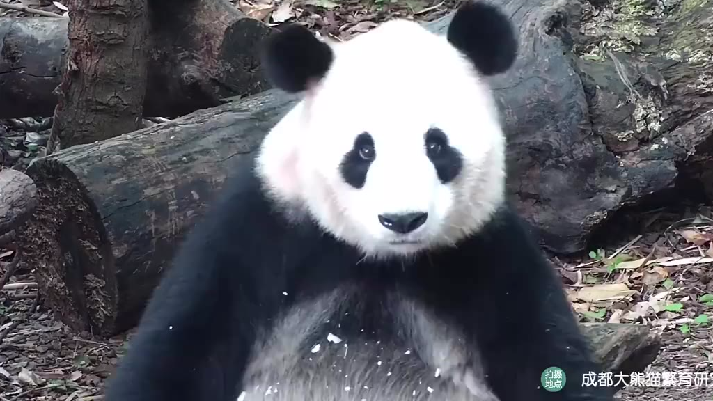 【每日一滚】对美食的选择,是对熊生的负责!